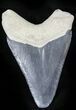 Bone Valley Megalodon Tooth #22906-1